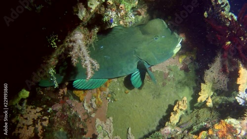 Green Humphead Parrotfish - Bolbometopon muricatum clung to the reef at night, Bali, Indonesia photo