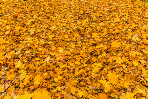 Texture of the "autumn carpet". October, Moscow