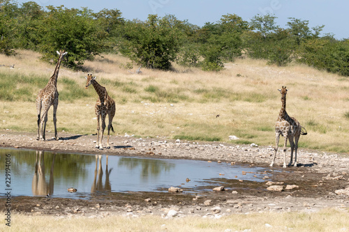 Giraffe Etoscha Nationalpark