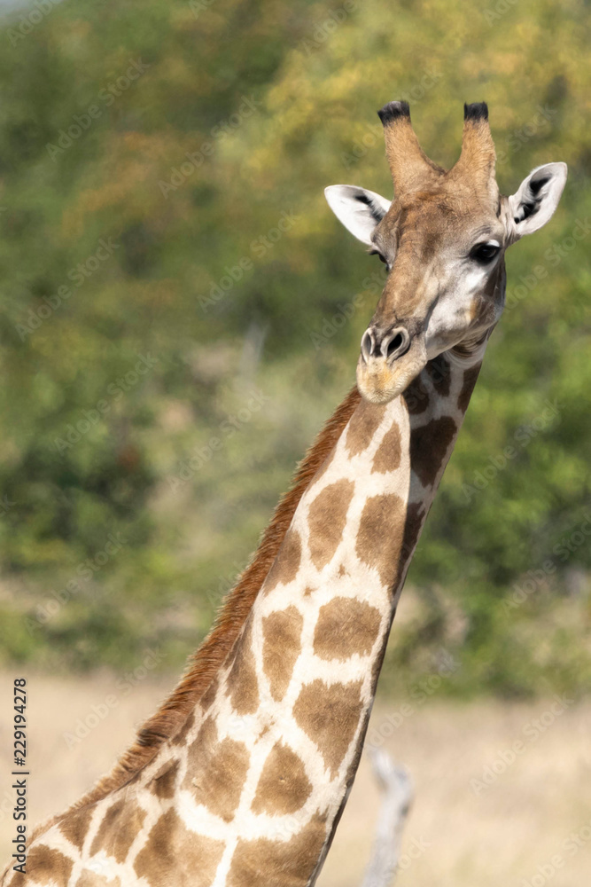 Giraffe im Etoscha Nationalpark Giraffe im Etoscha Nationalpark