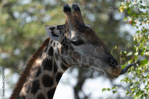 Giraffe im Etoscha Nationalpark