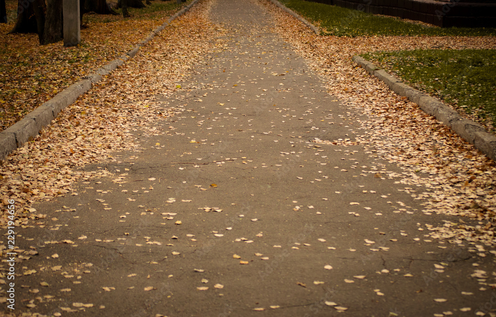 Old asphalt road with fallen yellow leaves