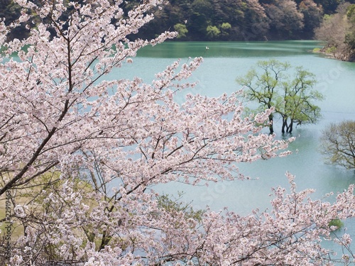 七川ダムの桜