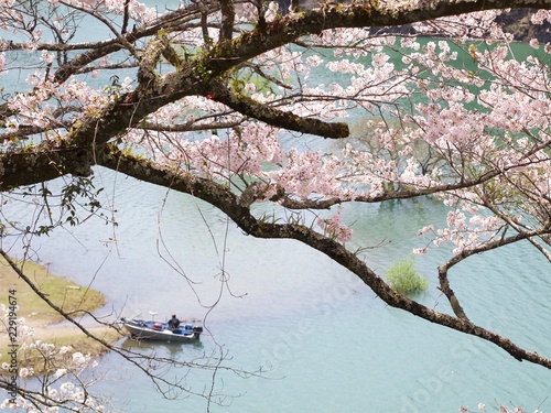 七川ダムの桜