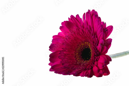Fototapeta Naklejka Na Ścianę i Meble -  Isolate. One flower gerbera Burgundy on white background