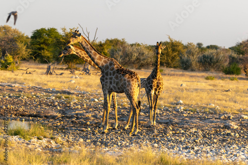 Giraffe im Etoscha Nationalpark