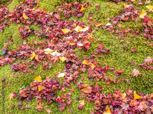 Fototapeta Naklejka Na Ścianę i Meble -  Colorful leaves in forest in Japan autumn