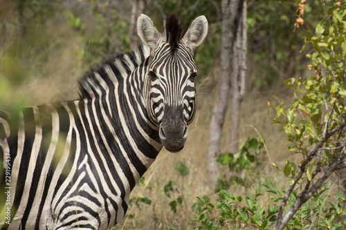 Plains Zebra  Equus quagga  in open grassland  Sabi Sands  Greater Kruger  South Africa