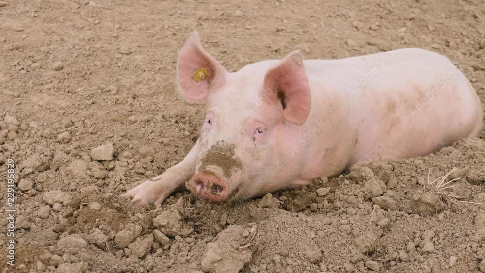 some pigs are lazing in the dirt some pigs are lazing in the dirt