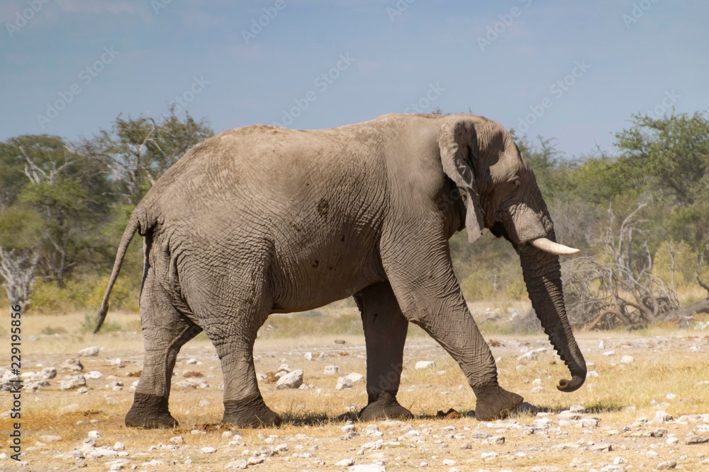 Fototapeta premium Elefant im Etoscha Nationalpark