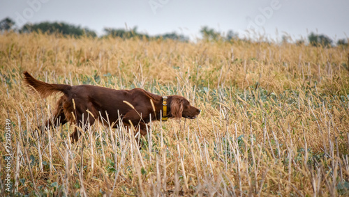 Fotografie Red irish setter dog in field. Point a bird.