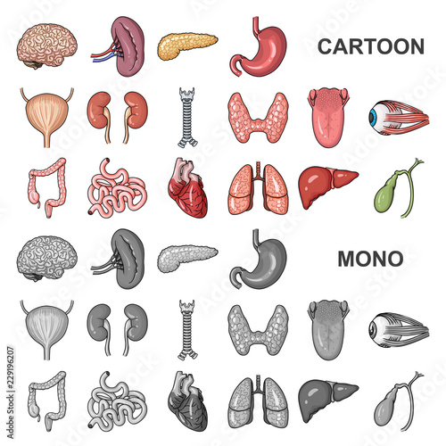 Human organs cartoon icons in set collection for design. Anatomy and internal organs vector symbol stock web illustration.
