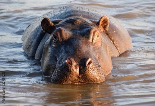 Fotografia Hippo in water