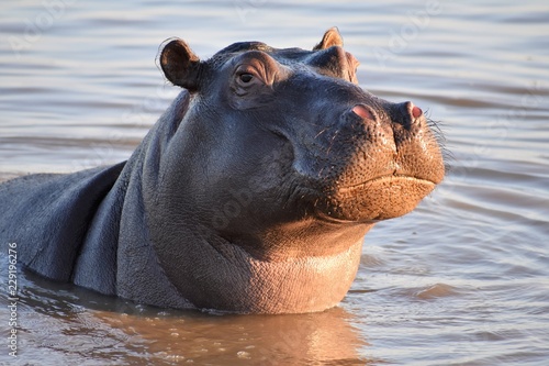 Photographie Proud Hippo