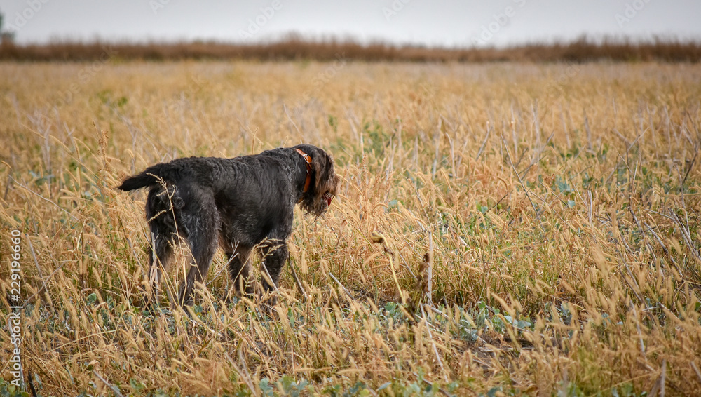 A process of hunting during hunting season, process of quail hunting, drathaar, german wirehaired pointer dog. A process of hunting during hunting season, process of quail hunting, drathaar, german wirehaired pointer dog.