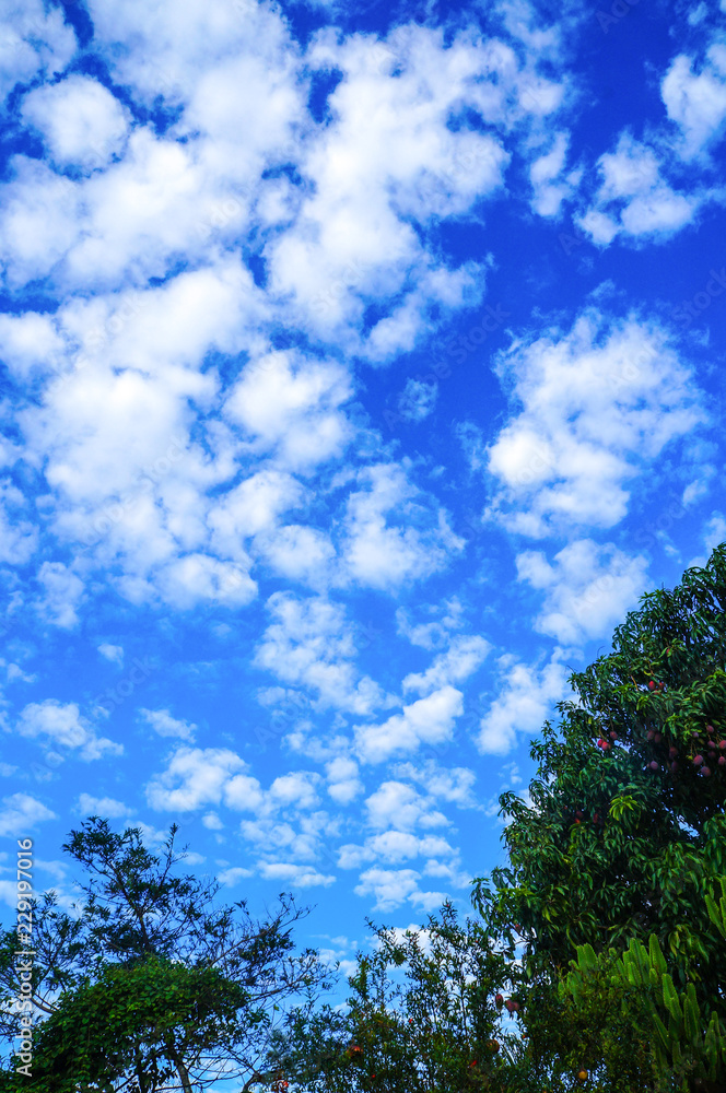 Obraz premium trees and blue sky