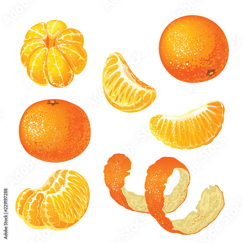 Vector set with tangerines isolated on white background.