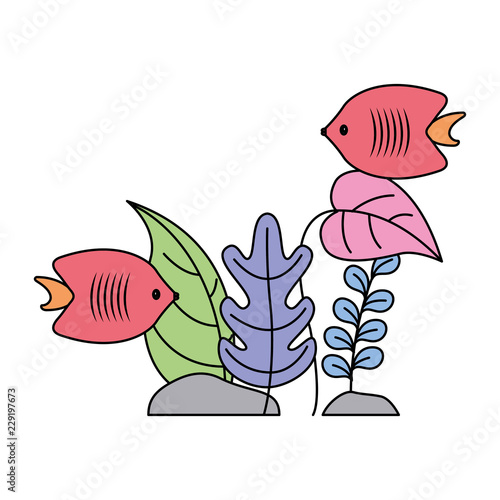 aquarium fishes plants on white background