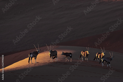 Tableau sur toile Oryx-Antilopen im letztenLicht