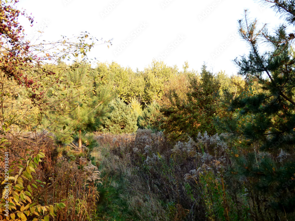 Fototapeta premium Piękne kolory jesieni.