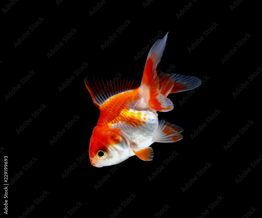 goldfish isolated on a dark black background goldfish isolated on a dark black background
