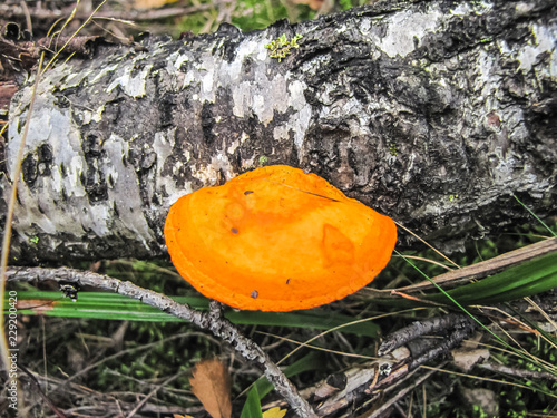 Mushroom Pycnoporus cinnabarinus close-up on a tree photo