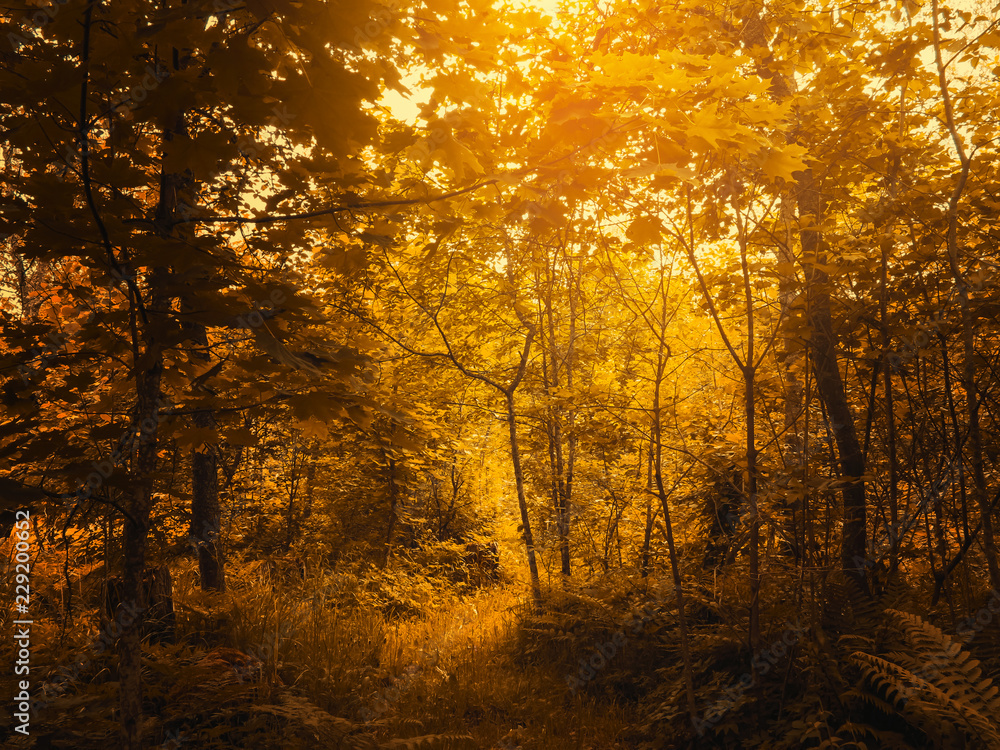 Warm autumn scenery in a forest, with the sun casting beautiful rays of light through trees Warm autumn scenery in a forest, with the sun casting beautiful rays of light through trees