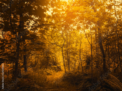 Warm autumn scenery in a forest, with the sun casting beautiful rays of light through trees