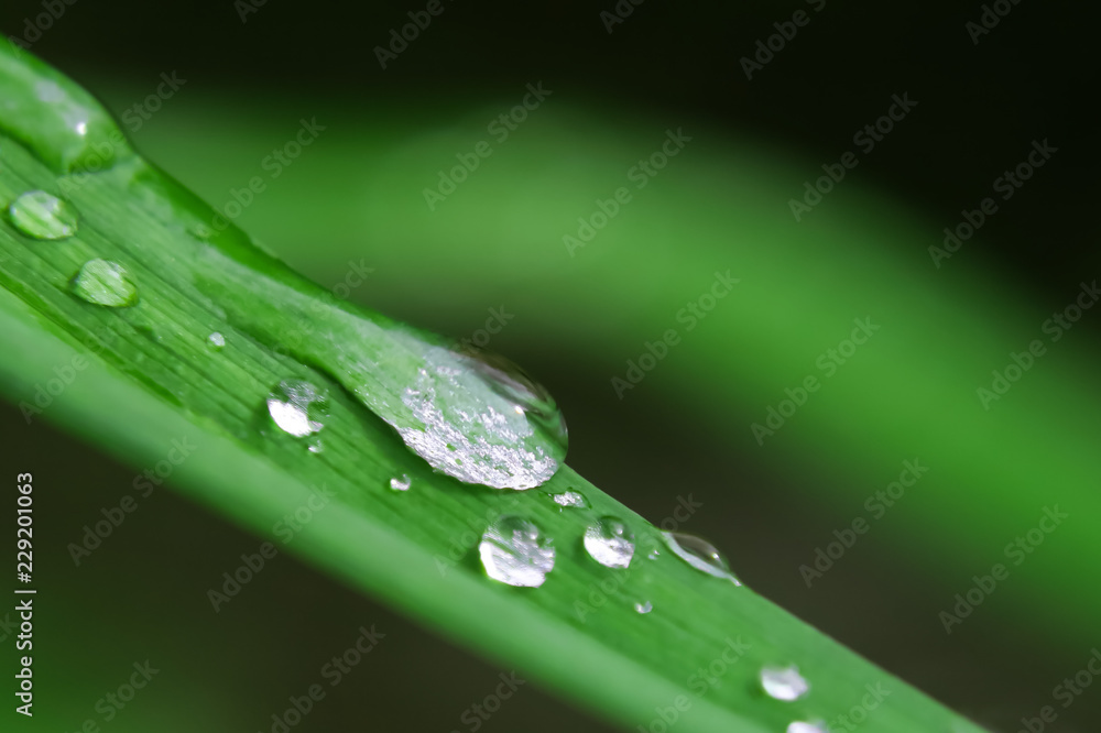 Water droplets on the grass close-up, background, texture Water droplets on the grass close-up, background, texture