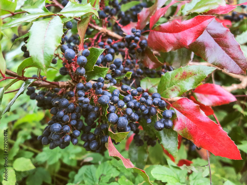 Bush of mahonia with leaves and berries photo