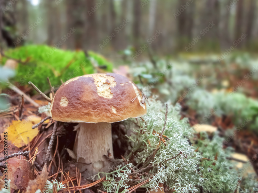 Penny bun mushroom (Boletus edulis) growing in the forest against a background reindeer moss