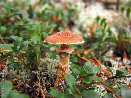 Принти на полотні Dark honey fungus, Armillaria ostoyae