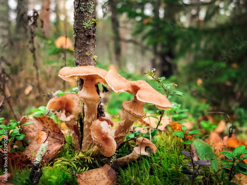 Photos Dark honey fungus, Armillaria ostoyae