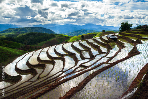 Terraced Rice Field in Chiangmai Thailand © freedom_naruk