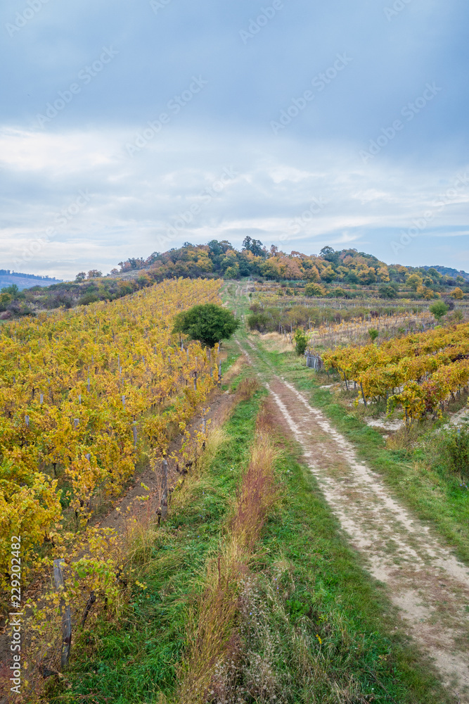 Autumn vineyards in Pezinok. Not far from Bratislava. Slovakia.