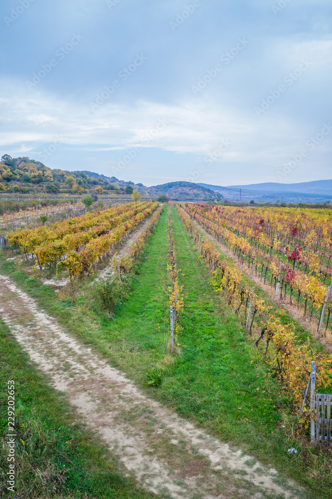 Fototapeta premium Autumn vineyards in Pezinok. Not far from Bratislava. Slovakia.