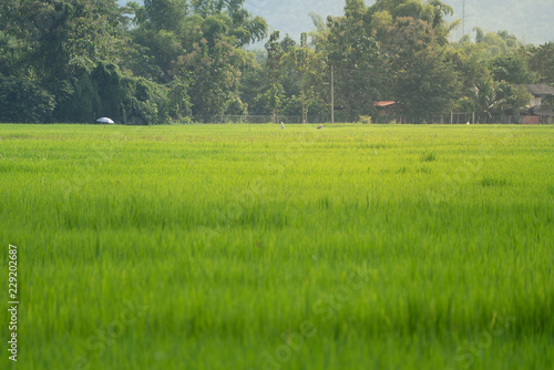 Green rice field with the umbrella, farmer and hut under sunlight.