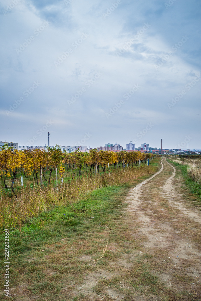 Autumn vineyards in Pezinok. Not far from Bratislava. Slovakia. Autumn vineyards in Pezinok. Not far from Bratislava. Slovakia.