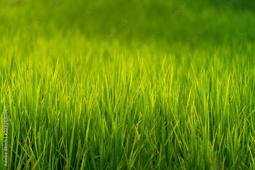 Obraz premium Green rice field