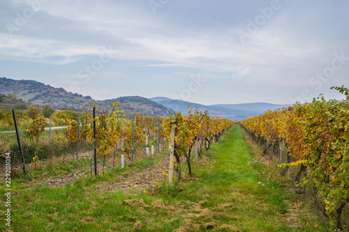 Photography Autumn vineyards in Pezinok. Not far from Bratislava. Slovakia.