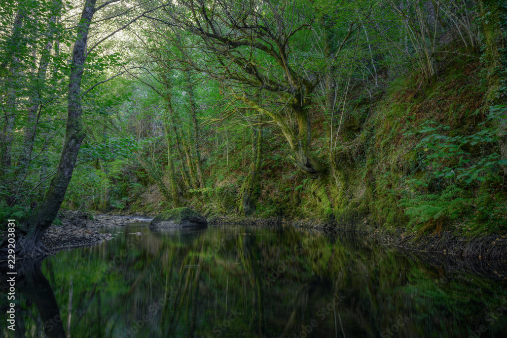 Ancient oaks reflect in the pool of a river