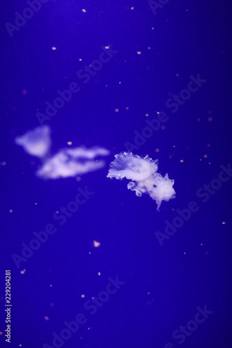 Fototapeta Naklejka Na Ścianę i Meble -  Many jellyfish in the water. Underwater world