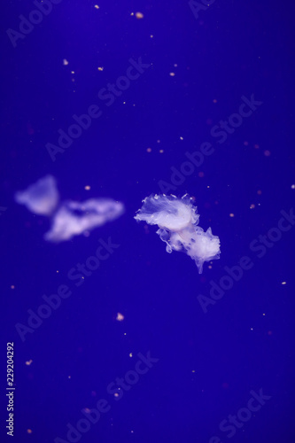 Fototapeta Naklejka Na Ścianę i Meble -  Many jellyfish in the water. Underwater world
