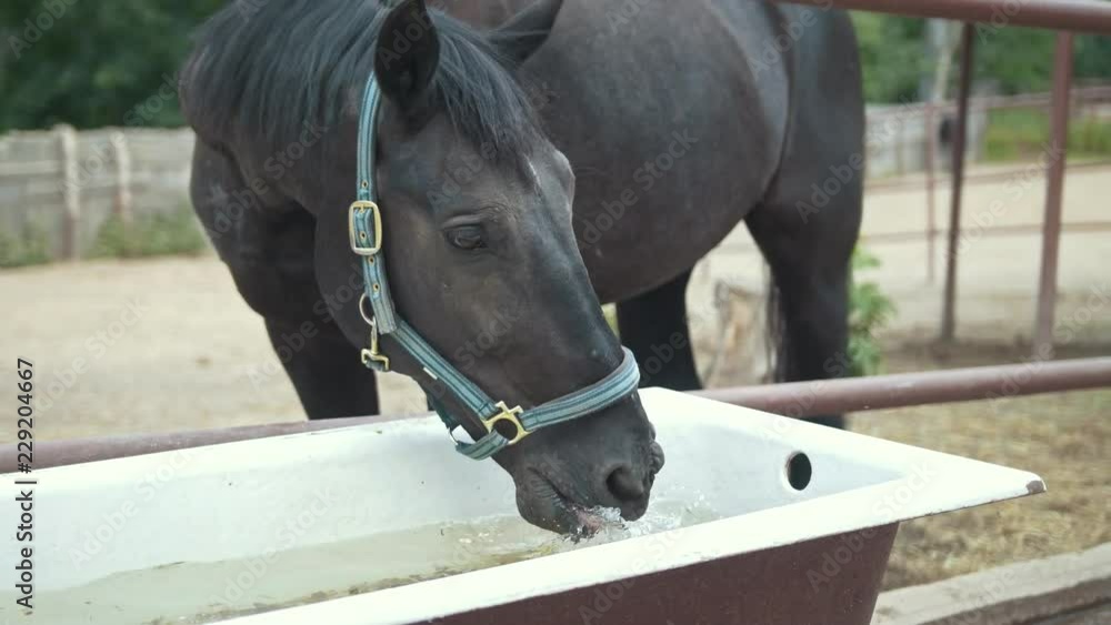 Horse drinking water in the paddock Horse drinking water in the paddock