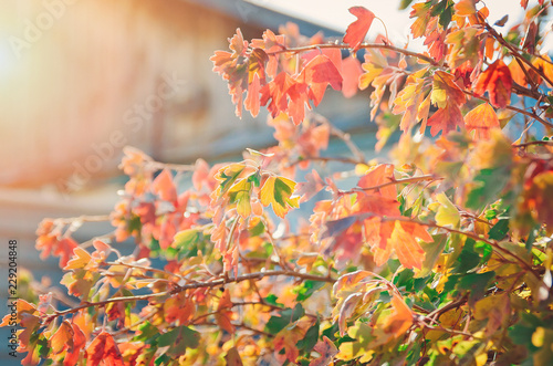 Fototapeta Naklejka Na Ścianę i Meble -  Red and yellow autumn leaves. Beautiful natural background.