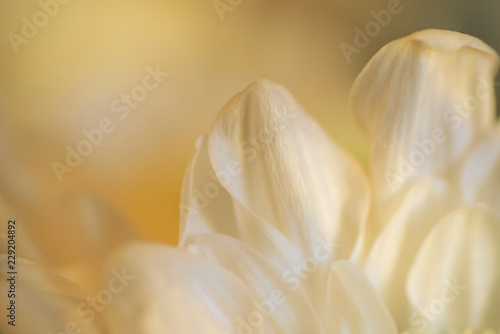 Chrysanthemum petals close-up in a gentle yellow light © Anastasia