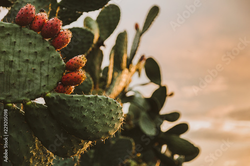 Close up of a Sicilian prickly pear 