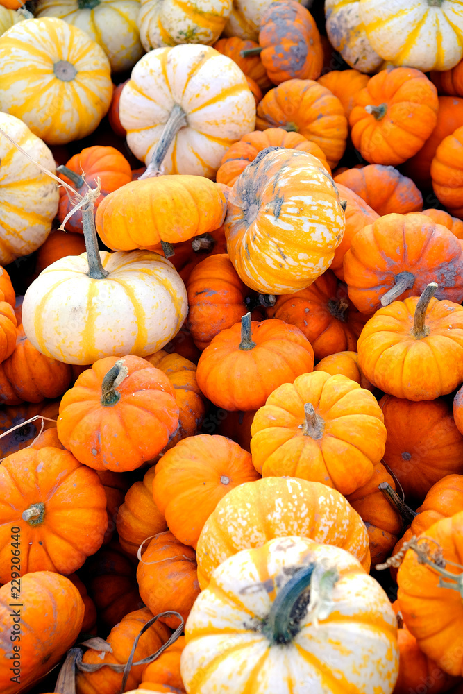 Pumpkins in Bin Autumn Crops Harvested for Sale Pumpkins in Bin Autumn Crops Harvested for Sale