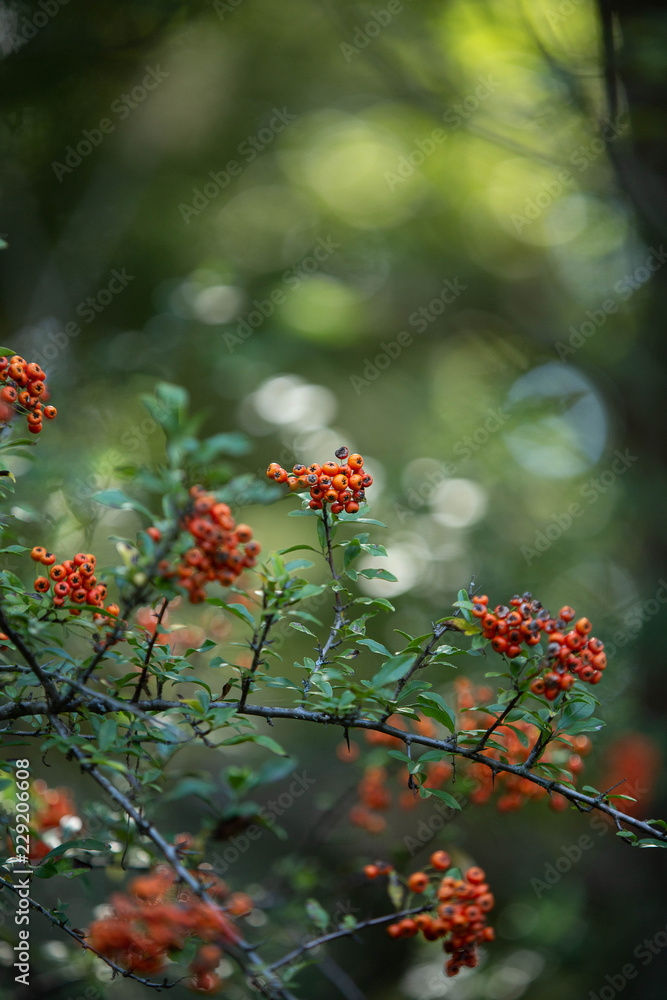 Fire Thorn orange berry plant in fall sunlight bokeh Fire Thorn orange berry plant in fall sunlight bokeh