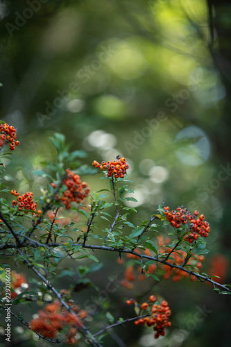 Fire Thorn orange berry plant in fall sunlight bokeh